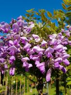 Wisteria brachybotrys Ikoyama Fuji / Japanse Blauwe regen, Tuin en Terras, Planten | Bomen, In pot, Lente, Overige soorten, Volle zon