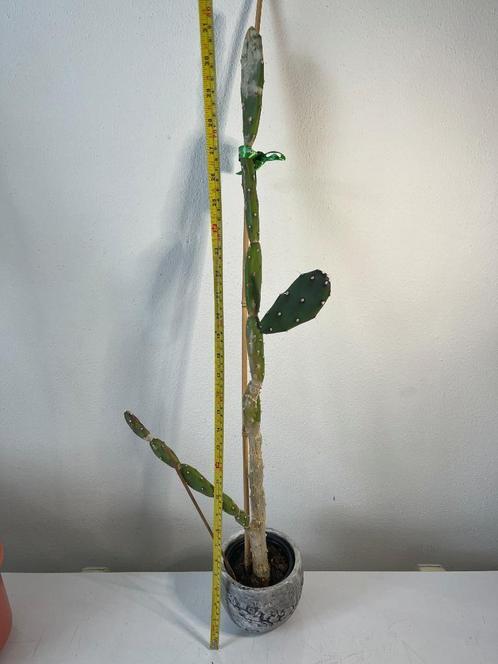 82+cm Opuntia Elata cactus 3jr oud 12cm pot, Huis en Inrichting, Kamerplanten, Cactus, Minder dan 100 cm, Volle zon, In pot, Ophalen of Verzenden
