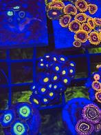 Koraal zeeaquarium, Ophalen of Verzenden, Zo goed als nieuw, Gevuld zeewateraquarium