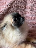 Pomeranian klein teefje, 15 weken tot 1 jaar, Overige rassen, CDV (hondenziekte), Teef