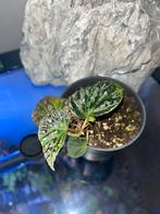 Begonia dracopelta x sp  Umbrella, Huis en Inrichting, Kamerplanten, Ophalen of Verzenden, Halfschaduw, Minder dan 100 cm