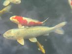Platinum ogon 1 Euro per centimeter, Karper of Koi