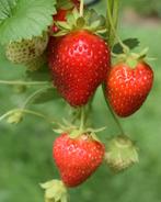 Aardbeien planten vroeg bio, Zomer, Ophalen of Verzenden, Volle zon