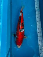 Koi sanke, Karper of Koi