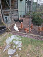 Legkippen, Dieren en Toebehoren, Pluimvee, Vrouwelijk, Kip