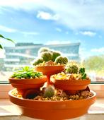 Cactus mini tuin, Nieuw, Ophalen of Verzenden