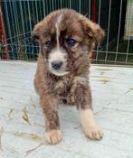 EEN LIEF MAATJE?  REUTJE OF TEEFJE LEES ADVERTENTIE, Dieren en Toebehoren, Honden | Niet-rashonden, Particulier, Rabiës (hondsdolheid)