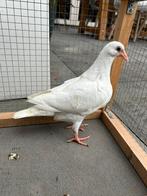 2 jonge witte postduiven duiven, Meerdere dieren, Postduif