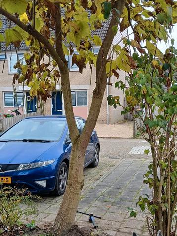 Gratis Hout voor Vuurhaard - Omgezaagde Boom beschikbaar voor biedingen