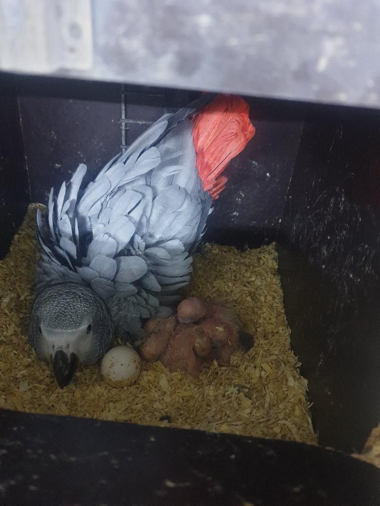 Twee bewezen grijze roodstaart koppels, Meerdere dieren, Papegaai, Geringd