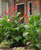 Opruiming van laatste canna knollen, Tuin en Terras, Bloembollen en Zaden, Ophalen, Voorjaar, Volle zon, Knol