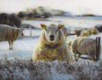 Schapen met dieptegang  3 D. ansichtkaart etc., Verzenden, Ongelopen, Overige soorten