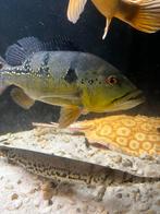 Groep van 5 cichlas, Dieren en Toebehoren, Vissen | Aquariumvissen, Vis, Zoetwatervis, Schoolvis