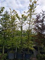 Groene beuken bomen!! 350cm hoog!! Fagus sylvatica, Tuin en Terras, Planten | Bomen, In pot, Halfschaduw, Ophalen of Verzenden
