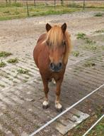 Stalling  met  weiland   ., Dieren en Toebehoren, Weidegang, 2 of 3 paarden of pony's