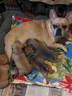 Franse bulldog pups, CDV (hondenziekte), 8 tot 15 weken, Bulldog, Meerdere dieren