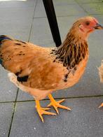 2 jonge hanen zoeken een nieuwe plek, Dieren en Toebehoren, Pluimvee, Mannelijk, Kip