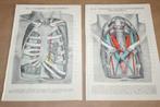 2 anatomische prenten - Borstkas van de mens - Ca 1900 !!, Ophalen of Verzenden, Voor 1940, Gebruikt
