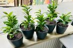 Ficus Ginseng, super kweek, halfbonsai, zie omschrijving, Ficus, In pot, Minder dan 100 cm, Groene kamerplant