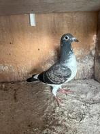 Postduif donkerschimmel, Dieren en Toebehoren, Vogels | Duiven