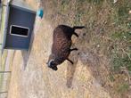 Te koop tam rammetje., Dieren en Toebehoren, Schapen, Geiten en Varkens, Mannelijk, Schaap, 0 tot 2 jaar