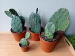 5 cactus set 10-30cm jonge opuntia, Ophalen, Minder dan 100 cm, In pot, Cactus