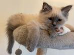 Ragdoll Blue Point kitten poesje te koop, Poes, Met stamboom