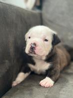 American Bully XL Pup, Parvo, 8 tot 15 weken, Groot, Meerdere