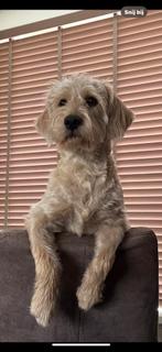 Labradoodle dekreu ( niet te koop ), Rabiës (hondsdolheid), Reu, 1 tot 2 jaar, Eén hond