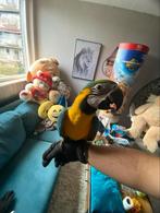 Te Koop Mooie Grote Ara Papagaai pop, Dieren en Toebehoren, Vogels | Parkieten en Papegaaien, Vrouwelijk, Papegaai