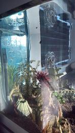 Gratis vissen op te halen zoetwater, Ophalen, Gevuld zoetwateraquarium