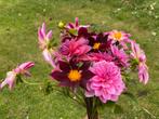 Dahliazaden uit de pluktuin - vooral open soorten, Tuin en Terras, Ophalen of Verzenden, Volle zon