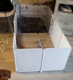 Puppyren ren dieren wit, Dieren en Toebehoren, Ophalen, Zo goed als nieuw, 110 cm of meer, Minder dan 65 cm