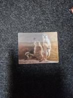 3d stokstaartje magneet, Verzamelen, Ophalen of Verzenden, Zo goed als nieuw, Beeldje of Figuurtje
