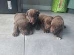 Lieve Labrador x Bordercollie pups, speelse puppy's, Dieren en Toebehoren, CDV (hondenziekte), 8 tot 15 weken, Labrador retriever