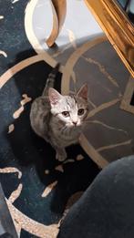 Brist korthaar, Meerdere dieren, Ingeënt