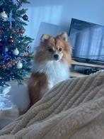 Keeshond 1 jaar oud, zoekt warm nestje, Dieren en Toebehoren, Parvo, Keeshond, Reu, 1 tot 2 jaar