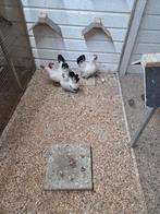 4 mooie kriel hennen, Dieren en Toebehoren, Pluimvee, Vrouwelijk, Kip