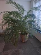 Grote plam (Dypsis Lutescens), Huis en Inrichting, Kamerplanten, Palm, 200 cm of meer, Ophalen