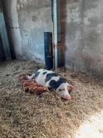 Prachtige biggen!, Dieren en Toebehoren, Meerdere dieren, Varken
