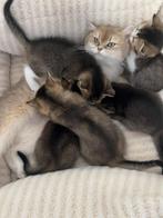 Britse kittens Black golden shaded, Dieren en Toebehoren, Meerdere dieren, Ontwormd, 0 tot 2 jaar