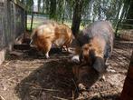 Kune kune varken, Dieren en Toebehoren, Schapen, Geiten en Varkens, Meerdere dieren