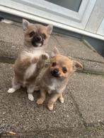 Pomchi pups, Dieren en Toebehoren, Overige rassen, Meerdere, Meerdere dieren, Nederland