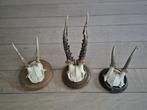 3 Mooie ree geweien samen € 21 jacht mancave overkapping b43, Verzamelen, Ophalen of Verzenden, Hert, Gewei of Kop