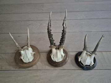 3 Mooie ree geweien samen € 21 jacht mancave overkapping b43 beschikbaar voor biedingen