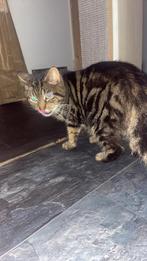 (Jonge) (bruin/zwart vacht) (1jaar), Dieren en Toebehoren, Katten en Kittens | Overige Katten, Kater, Kortharig, 0 tot 2 jaar