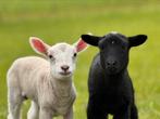 2 ram lammetjes, schapen, maasduin x zwartbles, Meerdere dieren, Schaap