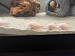 Albino Corydory algeneter vissen, Vis
