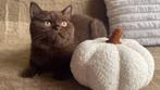 Met stamboom: Brits Korthaar kitten (chocolade, kater), Dieren en Toebehoren, Katten en Kittens | Raskatten | Korthaar, Kater