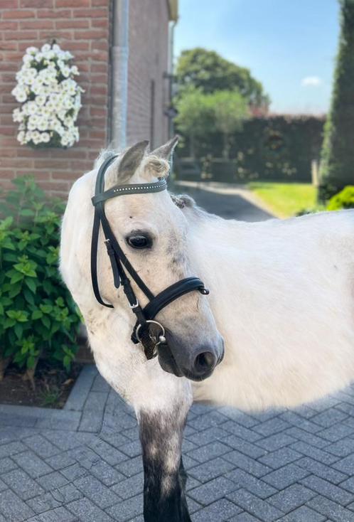 Welsh pony te koop, Dieren en Toebehoren, Pony's, Ruin, Niet van toepassing, C pony (1.27m tot 1.37m), Springpony, 3 tot 6 jaar
